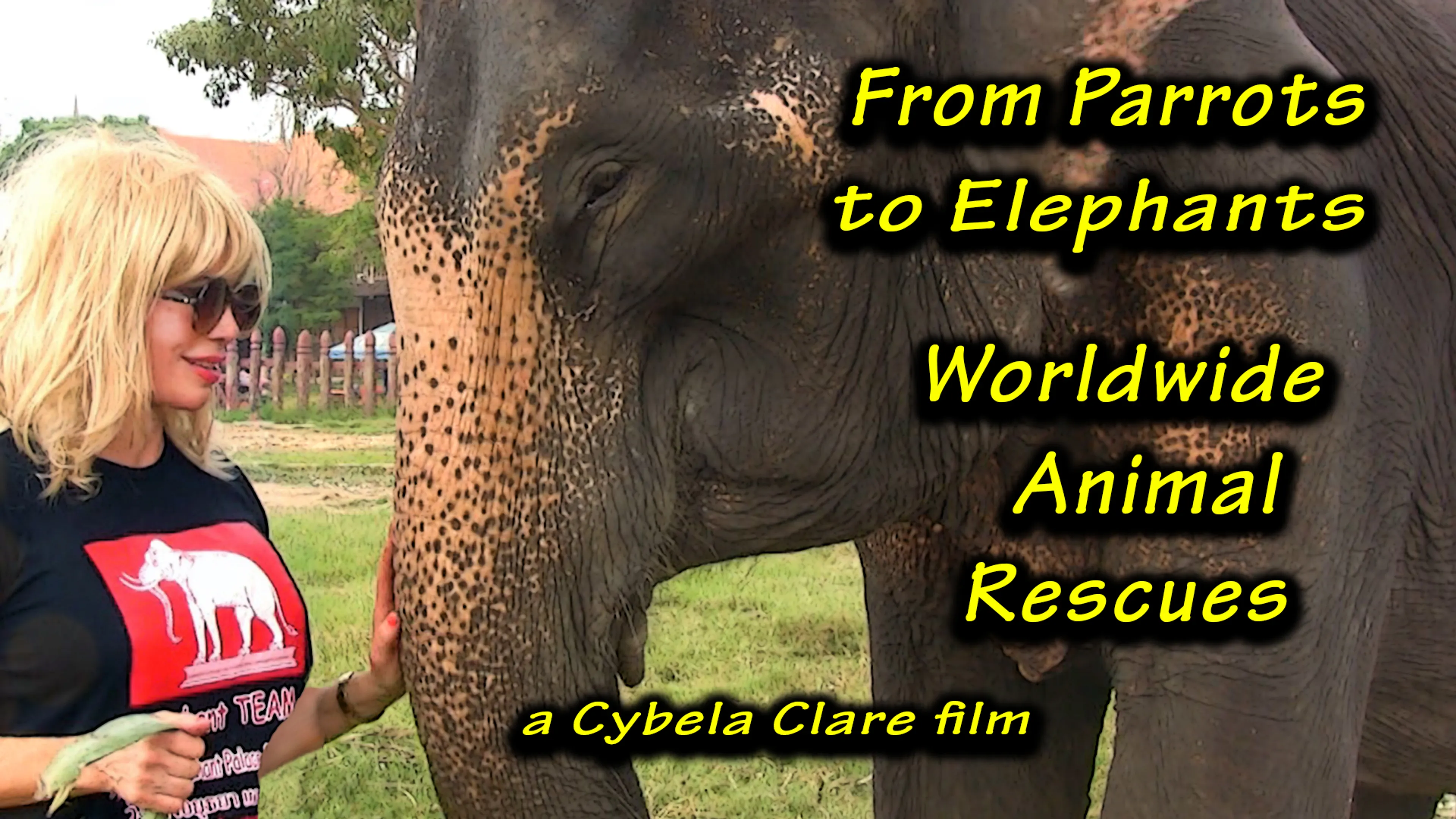 From Parrots to Elephants: Worldwide Animal Rescues poster